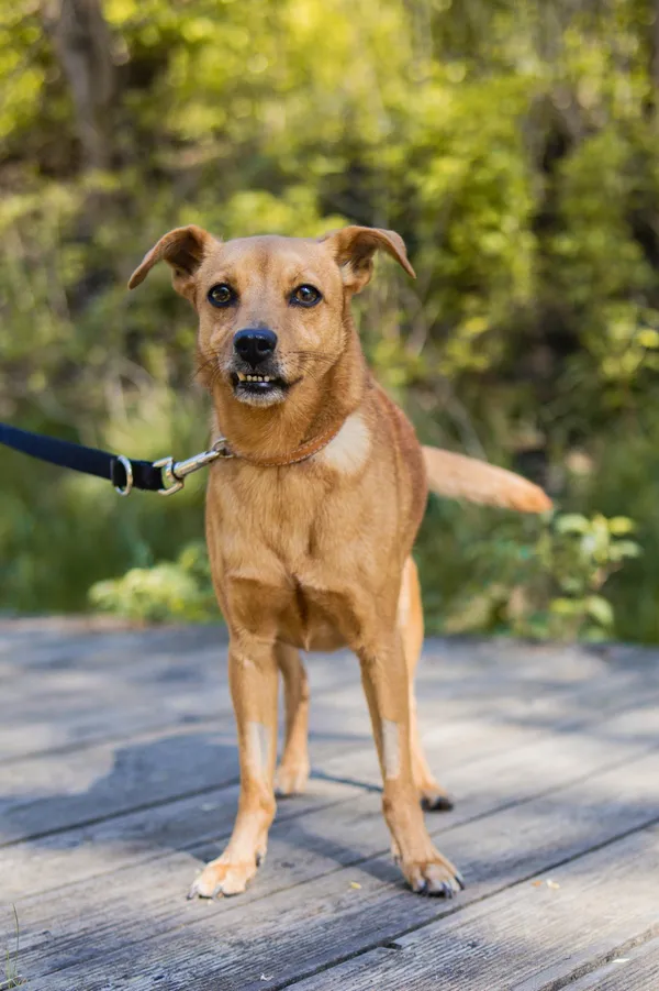 Znaleziono psa, Sosnowiec, 21 marca 2025 (3/5)