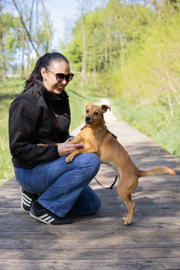 Znaleziono psa, Sosnowiec, 21 marca 2025 (5/5)