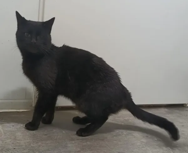 Znaleziono kota, Pieckowo, 20 marca 2025 (1/2)