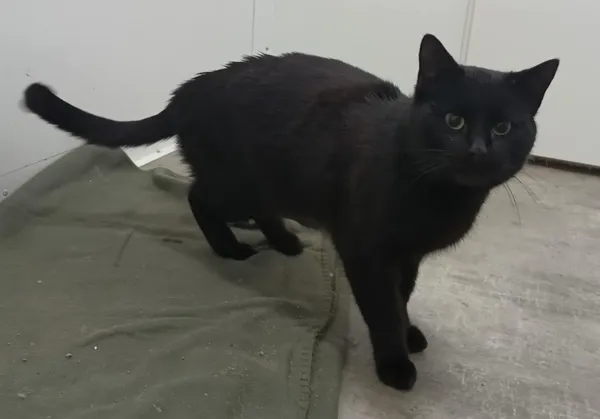 Znaleziono kota, Pieckowo, 20 marca 2025 (2/2)