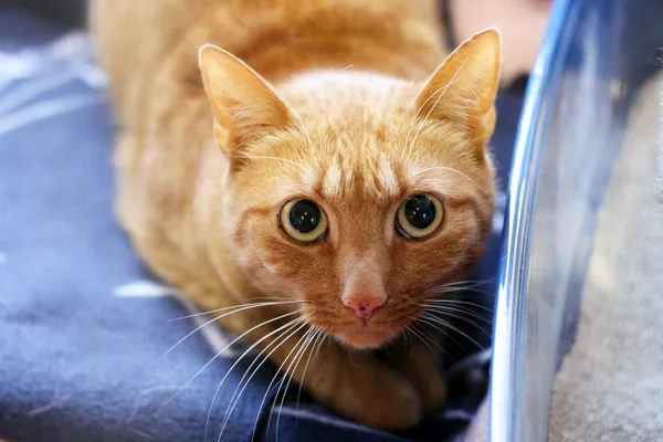 Znaleziono kota, Wałbrzych, 18 marca 2025