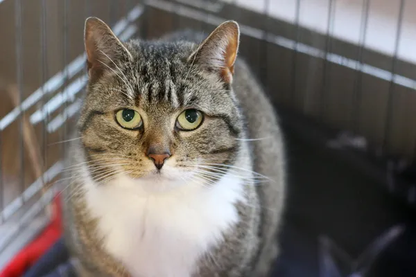 Znaleziono kota, Wałbrzych, 18 marca 2025