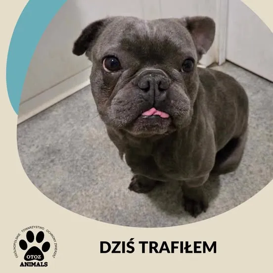 Znaleziono psa, Dąbrówka, 19 marca 2025 (1/2)