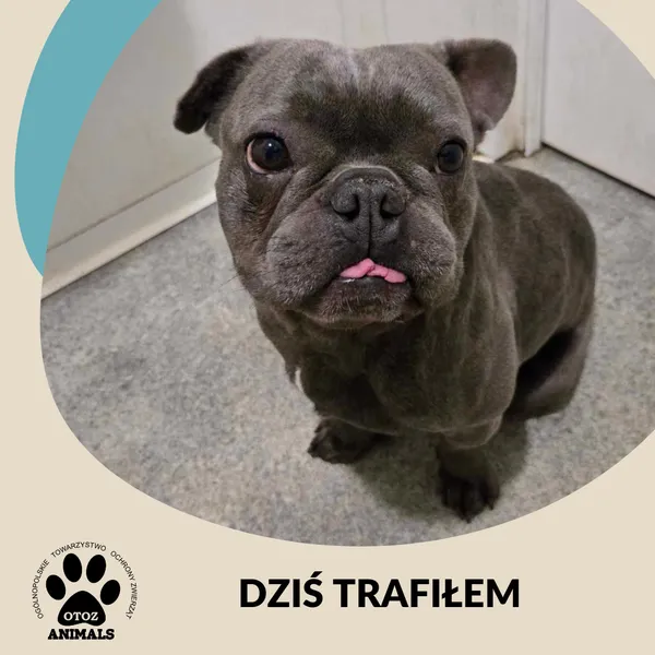 Znaleziono psa, Dąbrówka, 19 marca 2025 (2/2)