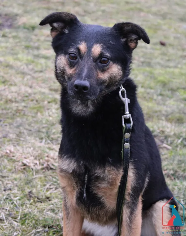 Pies do adopcji, Grudziądz, 2 lutego 2022 (1/5)
