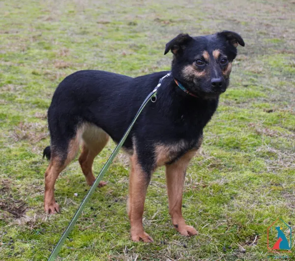 Pies do adopcji, Grudziądz, 2 lutego 2022 (5/5)