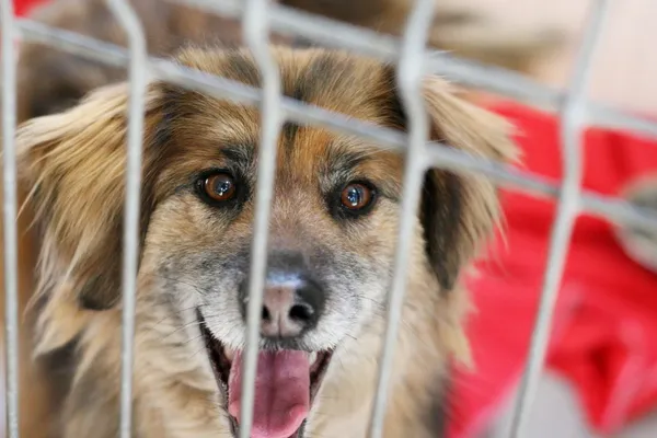 Znaleziono psa, Wałbrzych, 18 marca 2025