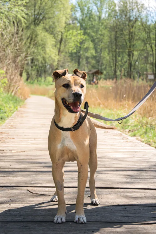 Znaleziono psa, Sosnowiec, 20 marca 2025 (1/5)