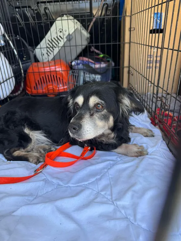 Znaleziono psa, Sosnowiec, 19 marca 2025