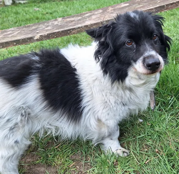 Znaleziono psa, Chojnice, 18 marca 2025 (1/2)