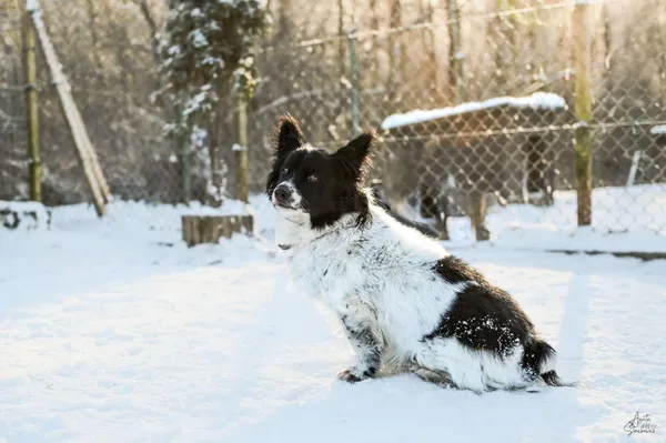 Znaleziono psa, Chojnice, 18 marca 2025 (2/4)