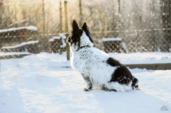 Znaleziono psa, Chojnice, 18 marca 2025 (3/4)