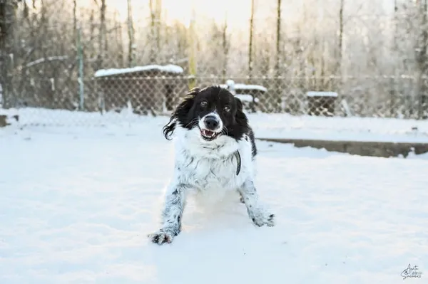 Znaleziono psa, Chojnice, 18 marca 2025 (4/4)