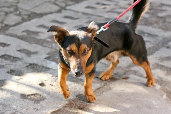 Znaleziono psa, Wałbrzych, 17 marca 2025 (1/2)