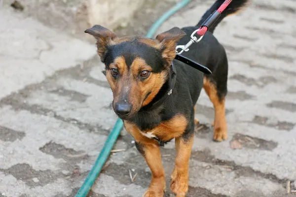 Znaleziono psa, Wałbrzych, 17 marca 2025 (2/2)