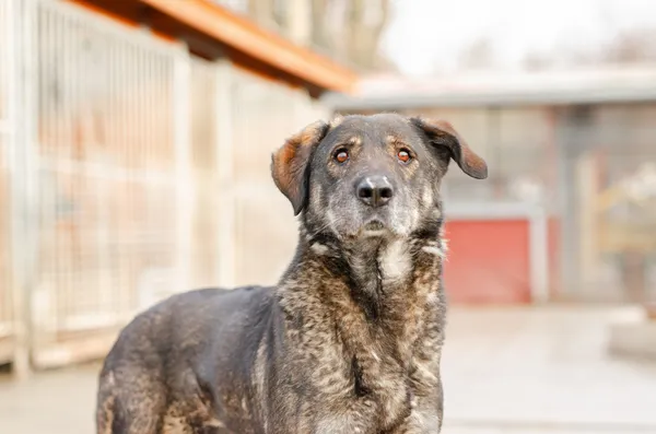 Oddam psa, Sopot, 23 marca 2025 (1/4)