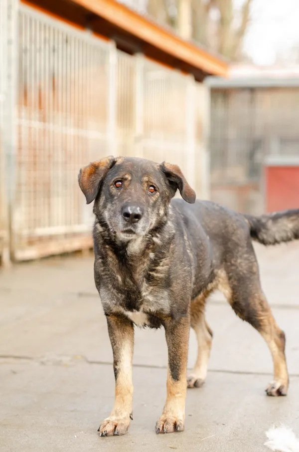 Oddam psa, Sopot, 23 marca 2025 (2/4)