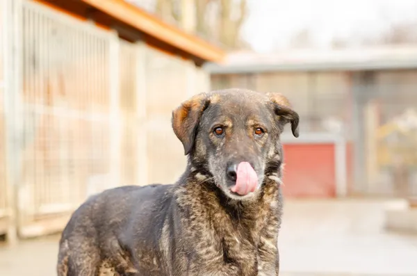 Oddam psa, Sopot, 23 marca 2025 (4/4)