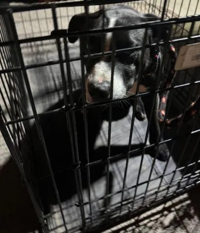 Znaleziono psa, Radom, 22 marca 2025