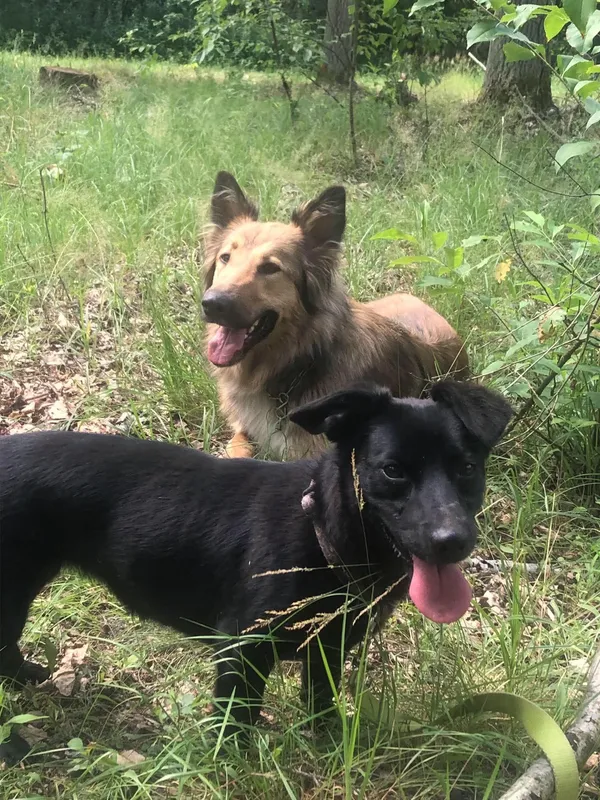 Zaginął pies, Zielonka, 24 marca 2025 (3/4)