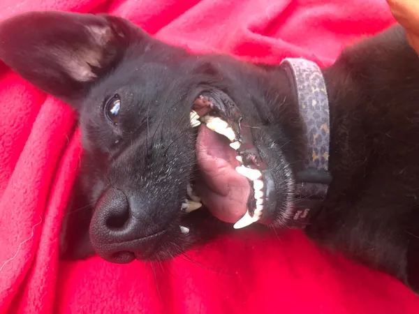 Zaginął pies, Zielonka, 24 marca 2025 (4/4)