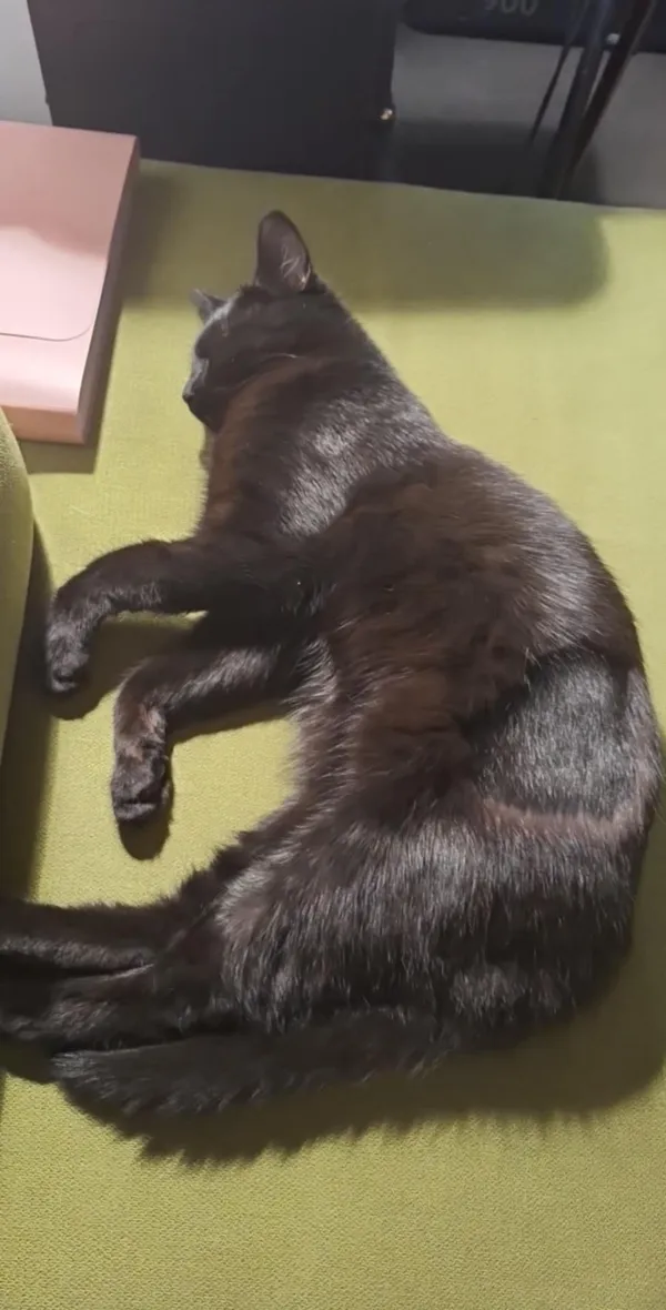 Zaginął kot, Toruń, Rudak, 24 marca 2025 (1/3)