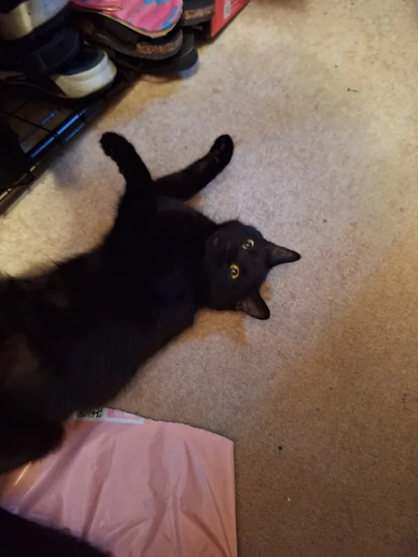 Zaginął kot, Toruń, Rudak, 24 marca 2025 (3/3)