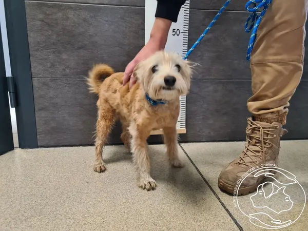 Znaleziono psa, Chełmek, 22 marca 2025