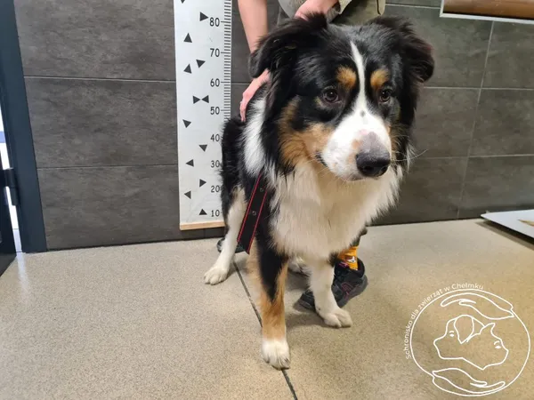 Znaleziono psa, Chełmek, 22 marca 2025