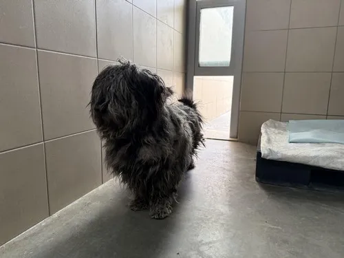 Pies do adopcji, Kraków, 9 marca 2025