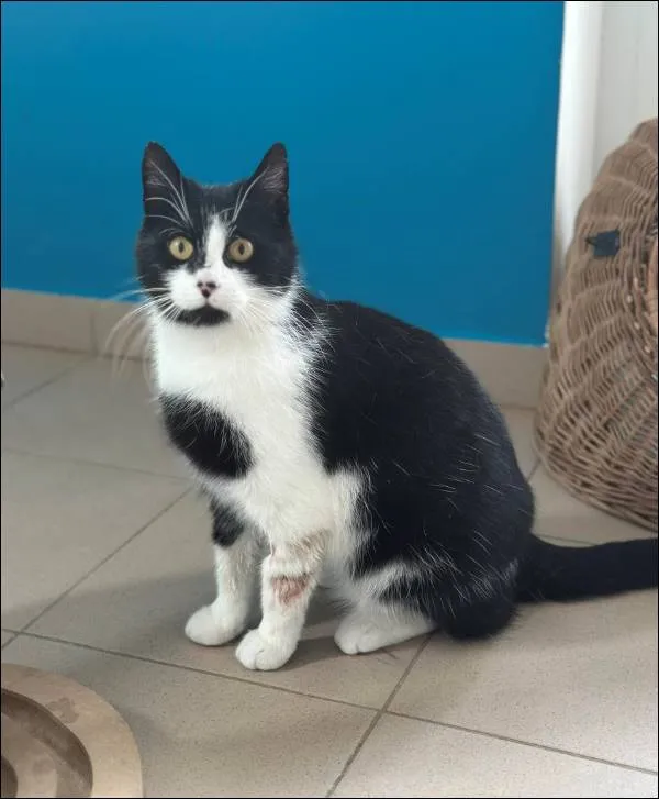 Znaleziono kota, Grudziądz, 24 marca 2025