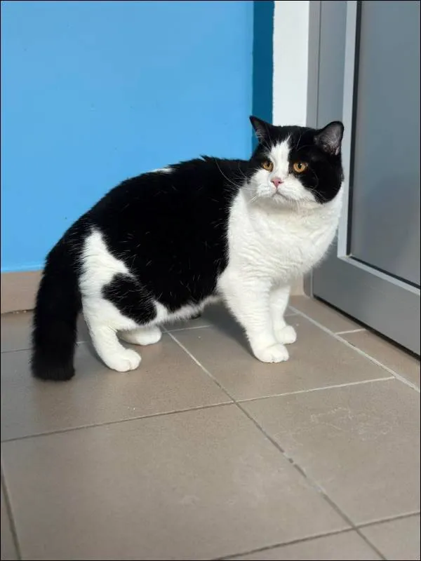 Znaleziono kota, Grudziądz, 24 marca 2025