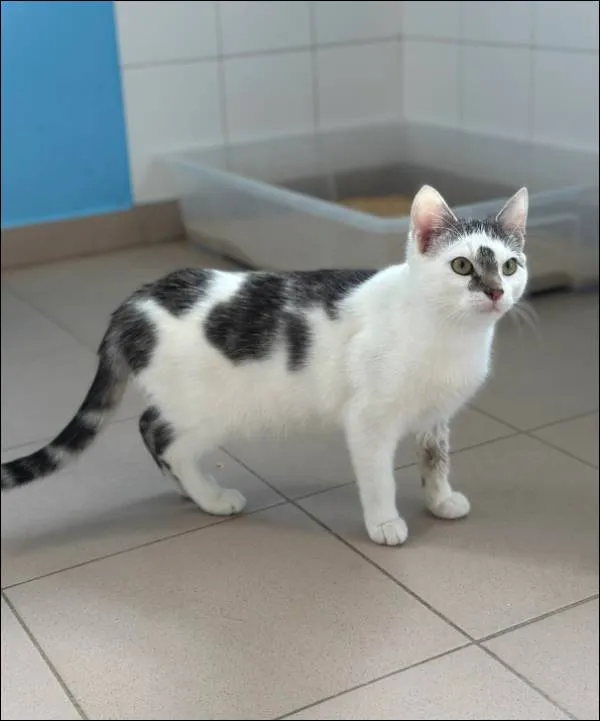 Znaleziono kota, Grudziądz, 24 marca 2025