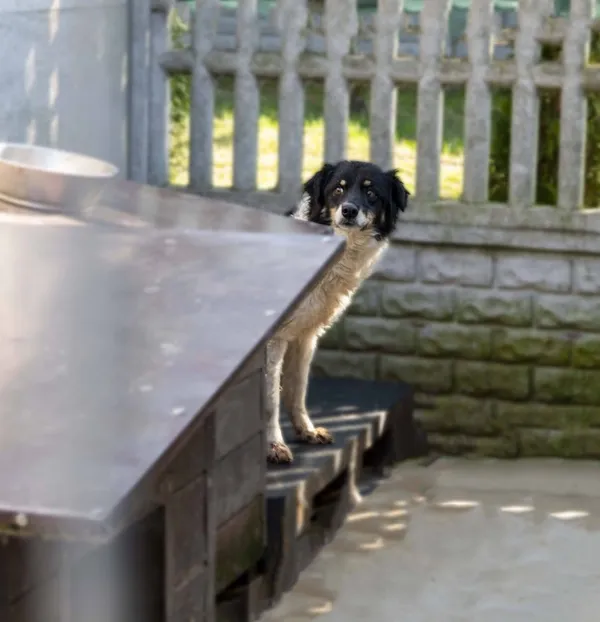 Pies do adopcji, Bełchatów, 30 października 2024