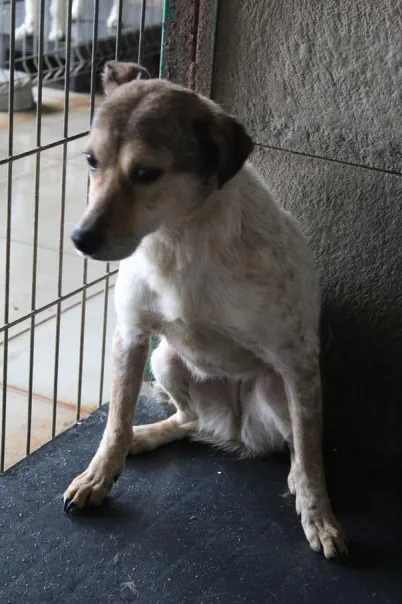 Pies do adopcji, Bełchatów, 26 października 2024 (2/4)