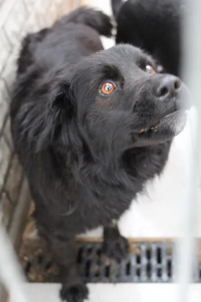 Pies do adopcji, Bełchatów, 29 października 2024 (1/5)