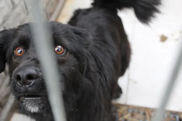 Pies do adopcji, Bełchatów, 29 października 2024 (2/5)