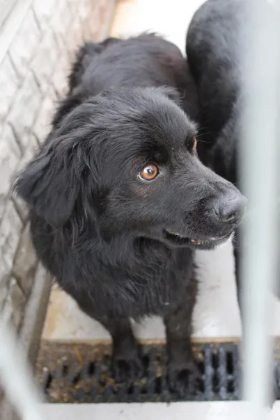 Pies do adopcji, Bełchatów, 29 października 2024 (5/5)