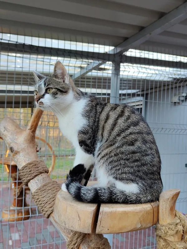 Kot do adopcji, Włocławek, 22 marca 2025 (2/5)