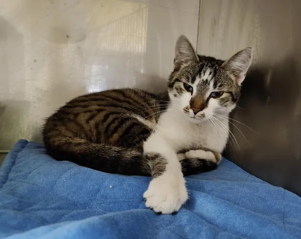 Kot do adopcji, Włocławek, 22 marca 2025 (4/5)