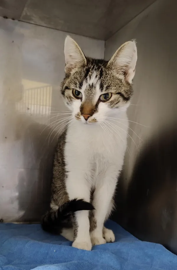 Kot do adopcji, Włocławek, 22 marca 2025 (5/5)