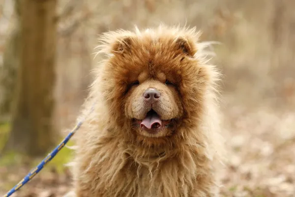 Pies do adopcji, Elbląg, 24 marca 2025 (2/5)