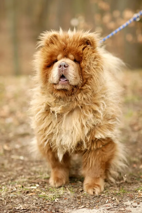 Pies do adopcji, Elbląg, 24 marca 2025 (3/5)