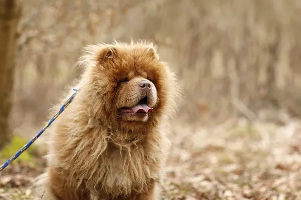 Pies do adopcji, Elbląg, 24 marca 2025 (4/5)