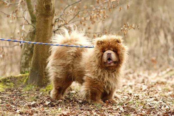 Pies do adopcji, Elbląg, 24 marca 2025 (5/5)