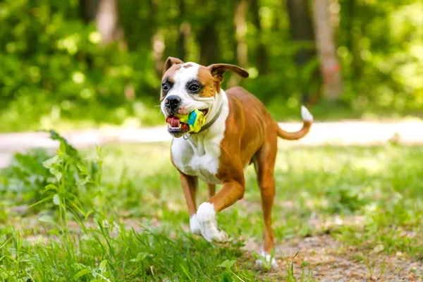 Pies do adopcji, Elbląg, 24 marca 2025 (3/5)