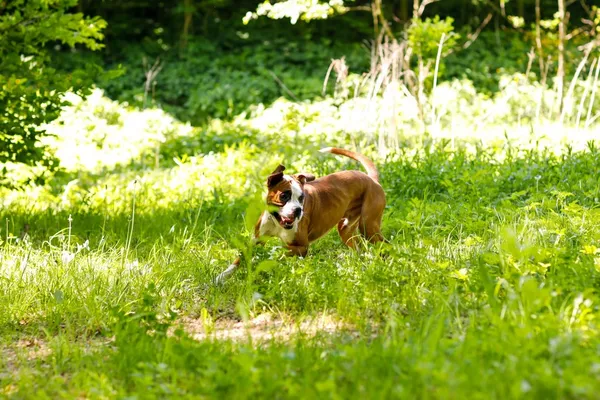 Pies do adopcji, Elbląg, 24 marca 2025 (5/5)