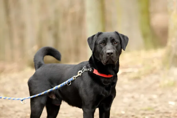 Pies do adopcji, Elbląg, 24 marca 2025 (2/5)