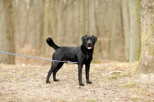 Pies do adopcji, Elbląg, 24 marca 2025 (4/5)