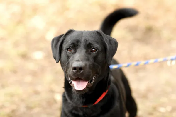 Pies do adopcji, Elbląg, 24 marca 2025 (5/5)